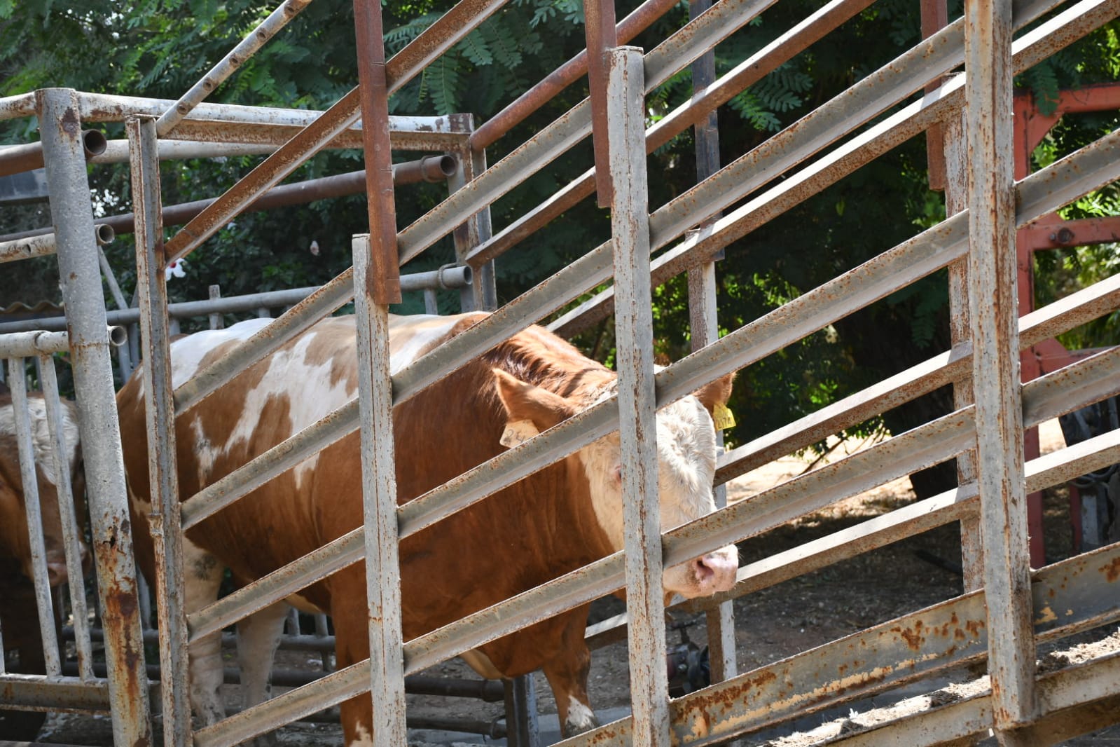 WhatsApp Image 2021-07-19 at 1.00.43 PM.jpeg